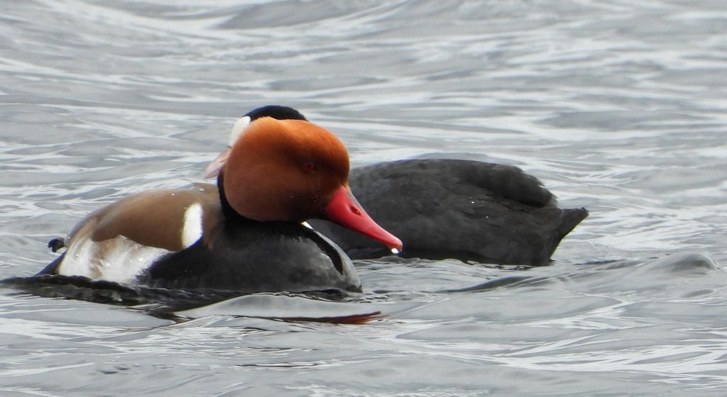 Hełmiatka, kaczka hełmiasta (Netta rufina)