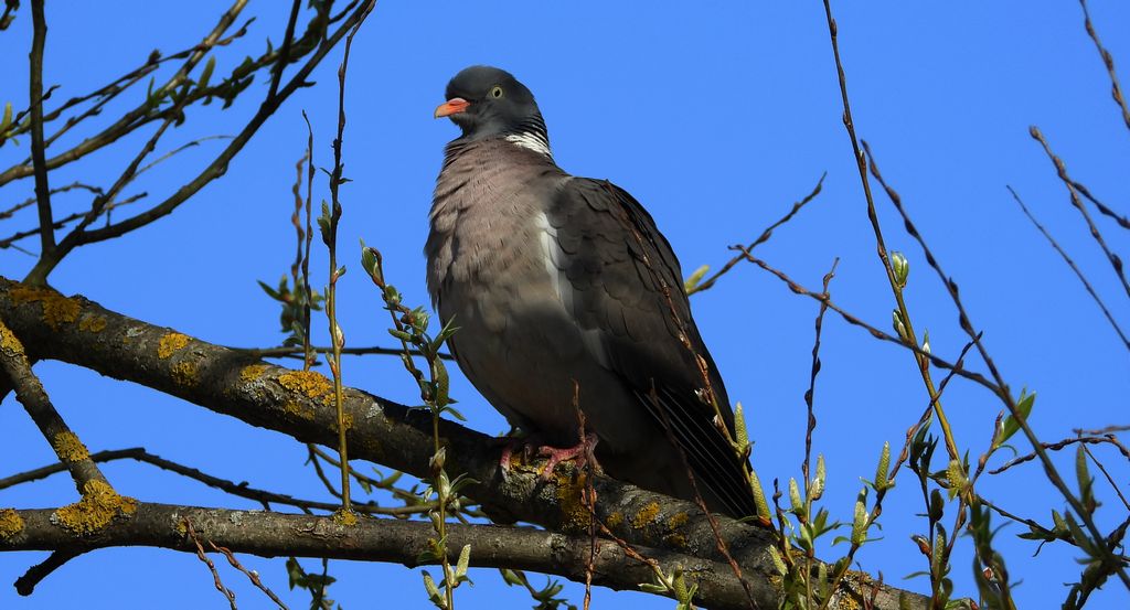 Grzywacz, gołąb grzywacz (Columba palumbus)