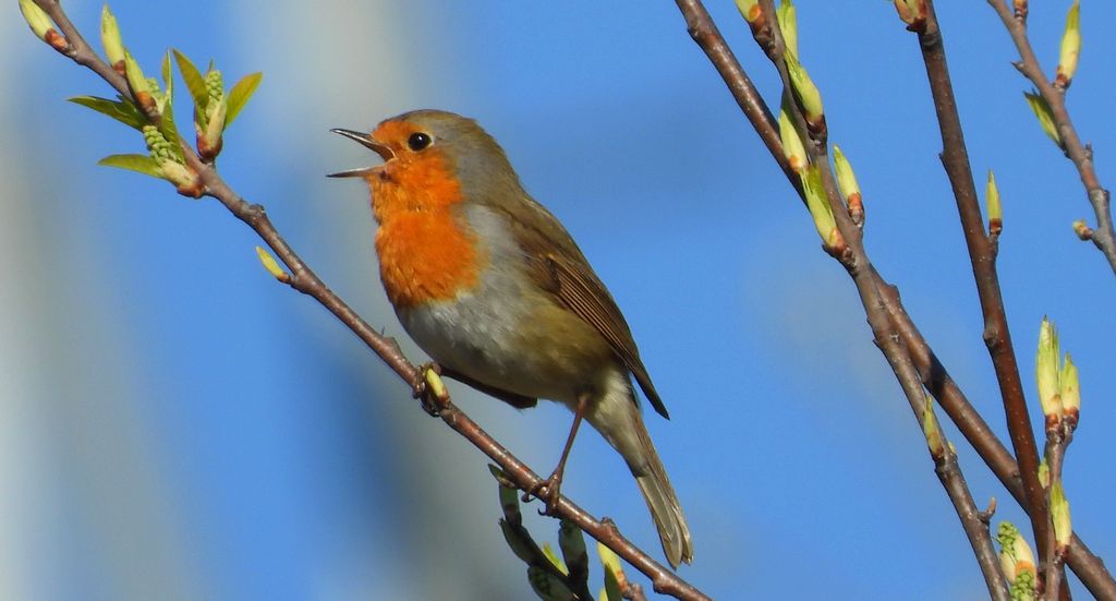 Rudzik, rudzik zwyczajny, raszka (Erithacus rubecula)
