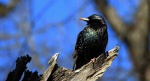Szpak zwyczajny, szpak (Sturnus vulgaris)