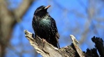 Szpak zwyczajny, szpak (Sturnus vulgaris)