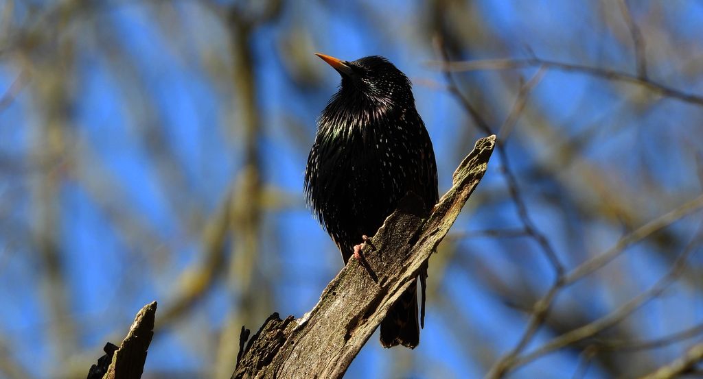 Szpak zwyczajny, szpak (Sturnus vulgaris)