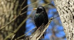 Szpak zwyczajny, szpak (Sturnus vulgaris)