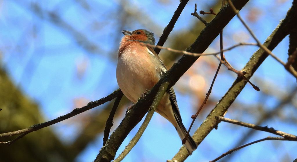 Zięba, zięba zwyczajna (Fringilla coelebs)