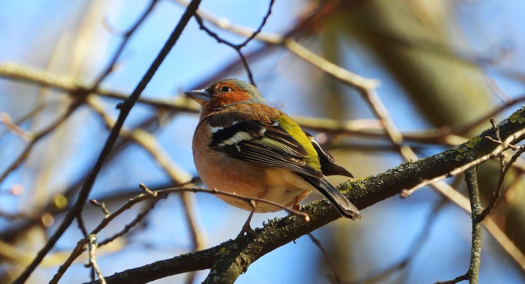 Zięba, zięba zwyczajna (Fringilla coelebs)