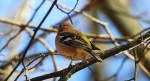 Zięba, zięba zwyczajna (Fringilla coelebs)