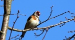 Szczygieł (Carduelis carduelis)