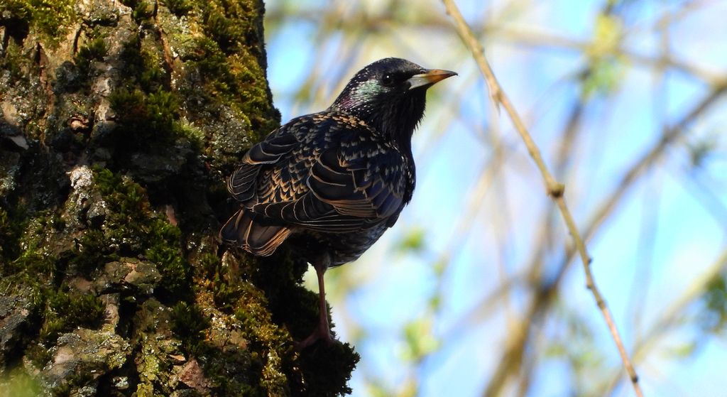 Szpak zwyczajny, szpak (Sturnus vulgaris)