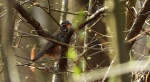 Droździk, drozd rdzawoboczny (Turdus iliacus)