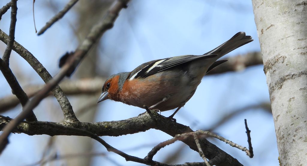 Zięba, zięba zwyczajna (Fringilla coelebs)