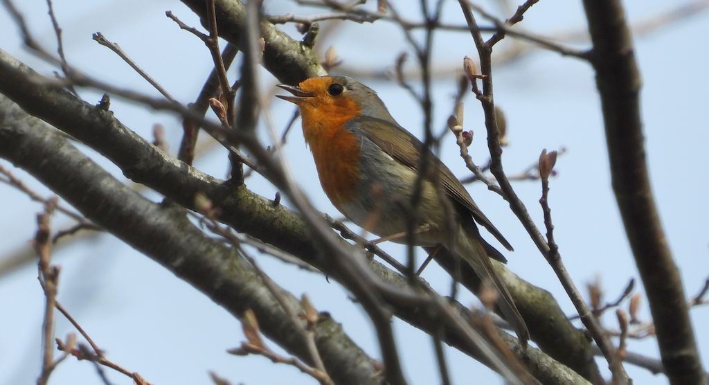 Rudzik, rudzik zwyczajny, raszka (Erithacus rubecula)