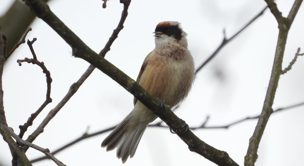 Remiz zwyczajny, remiz (Remiz pendulinus)