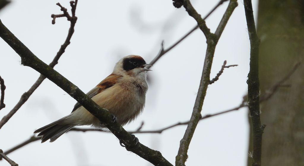 Remiz zwyczajny, remiz (Remiz pendulinus)