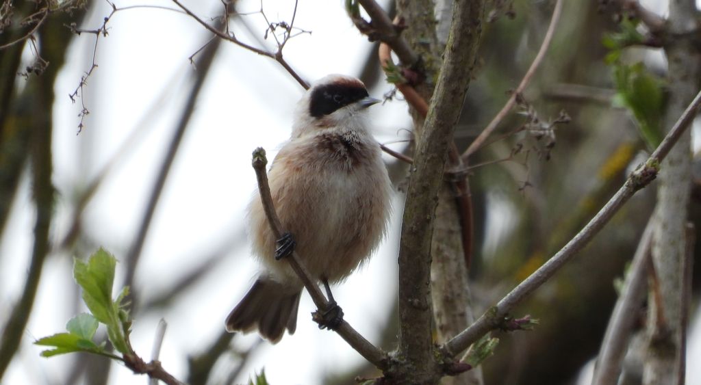 Remiz zwyczajny, remiz (Remiz pendulinus)