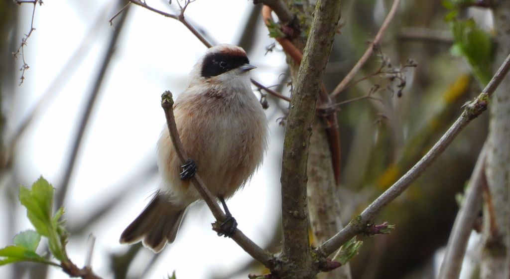 Remiz zwyczajny, remiz (Remiz pendulinus)