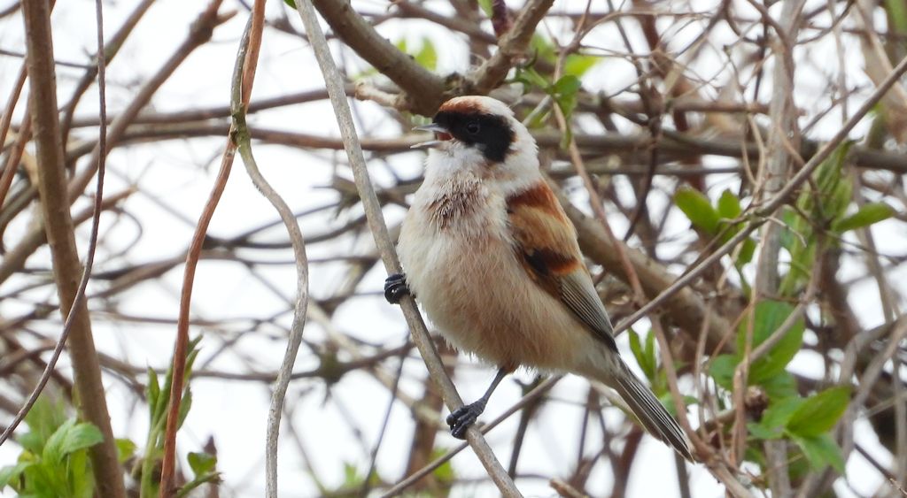 Remiz zwyczajny, remiz (Remiz pendulinus)