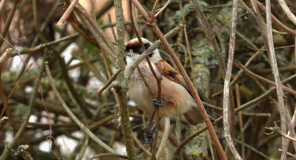 Remiz zwyczajny, remiz (Remiz pendulinus)