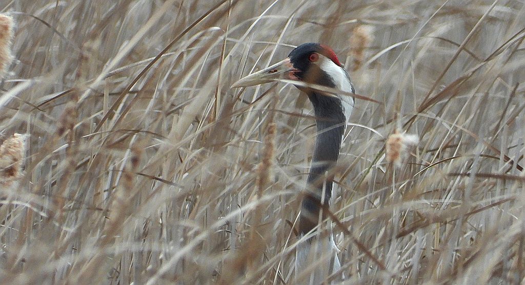 Żuraw zwyczajny, żuraw, żuraw popielaty, żuraw szary (Grus grus)