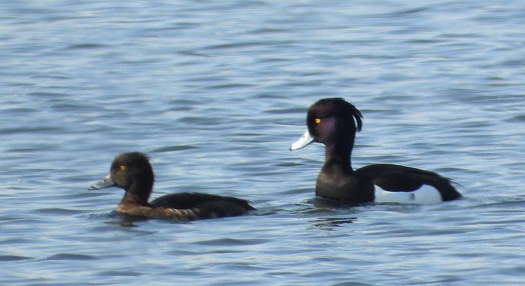 Czernica, kaczka czernica, kaczka czubata, kaczka czarnoczuba (Aythya fuligula)