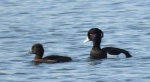 Czernica, kaczka czernica, kaczka czubata, kaczka czarnoczuba (Aythya fuligula)