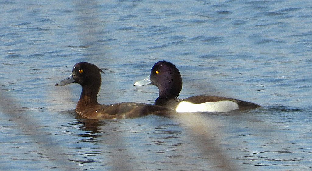 Czernica, kaczka czernica, kaczka czubata, kaczka czarnoczuba (Aythya fuligula)