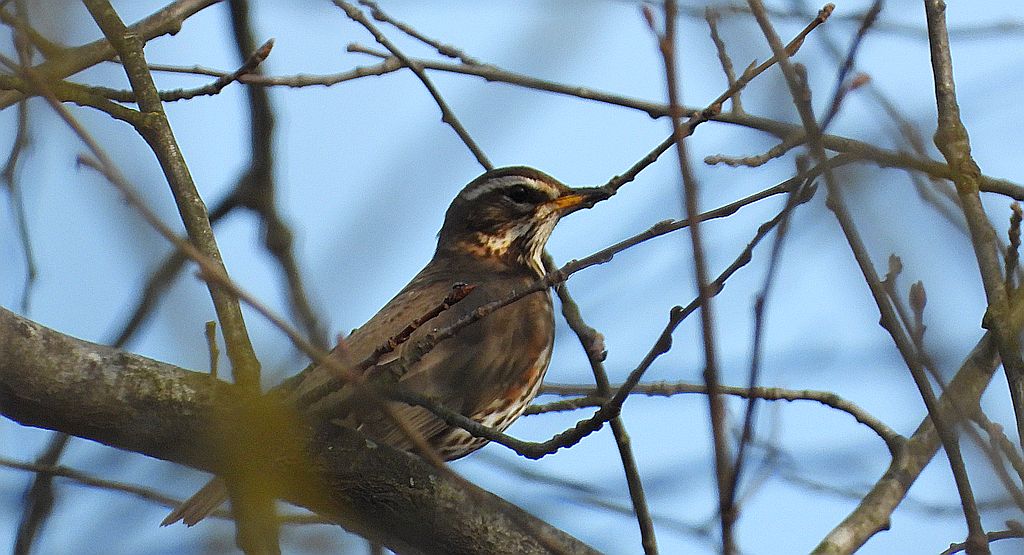 Droździk, drozd rdzawoboczny (Turdus iliacus)