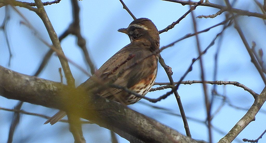 Droździk, drozd rdzawoboczny (Turdus iliacus)