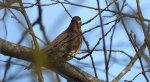 Droździk, drozd rdzawoboczny (Turdus iliacus)