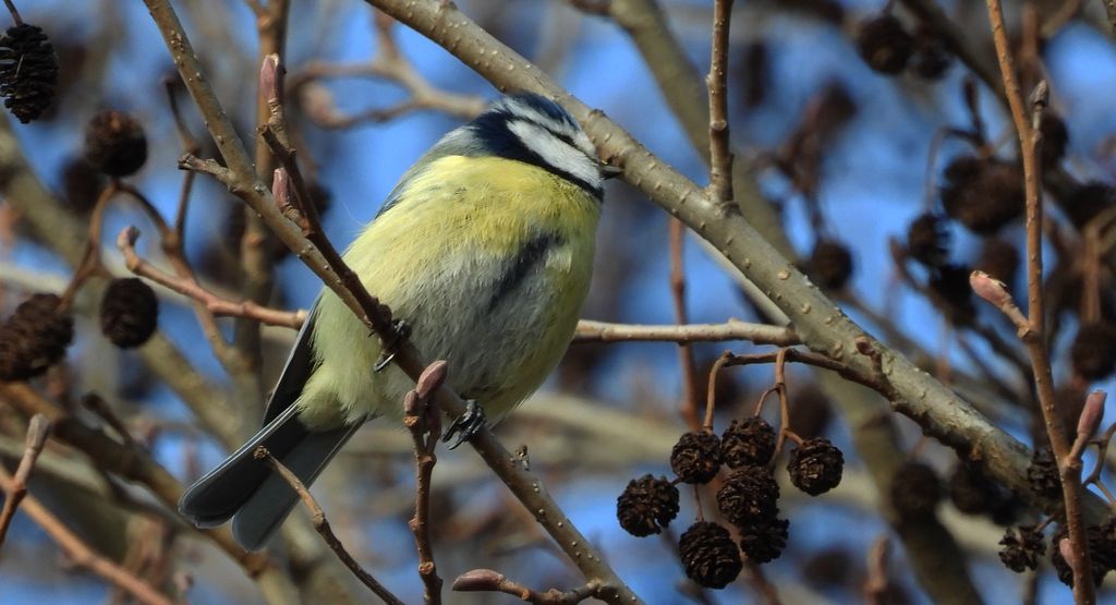 Modraszka zwyczajna, sikora modra, sikora modraszka (Cyanistes caeruleus)