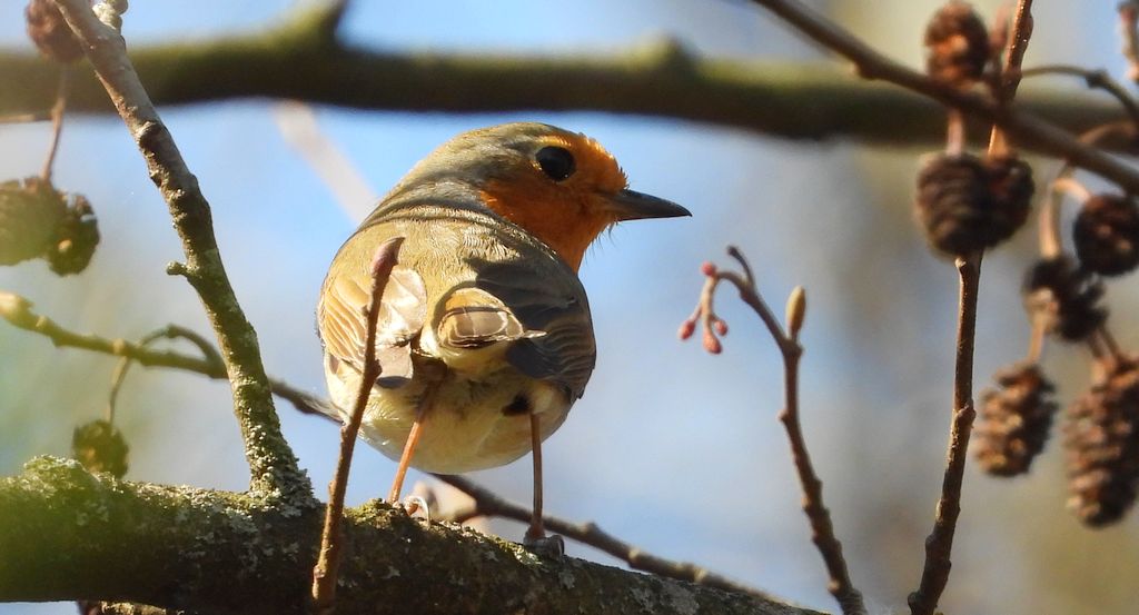 Rudzik, rudzik zwyczajny, raszka (Erithacus rubecula)