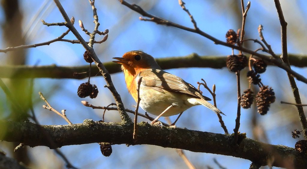 Rudzik, rudzik zwyczajny, raszka (Erithacus rubecula)