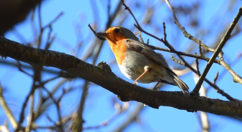 Rudzik, rudzik zwyczajny, raszka (Erithacus rubecula)