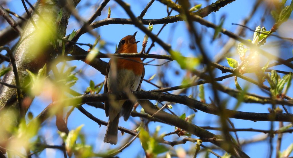 Rudzik, rudzik zwyczajny, raszka (Erithacus rubecula)