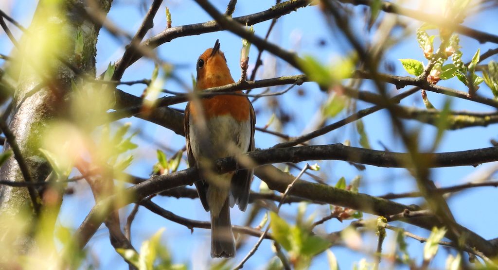 Rudzik, rudzik zwyczajny, raszka (Erithacus rubecula)
