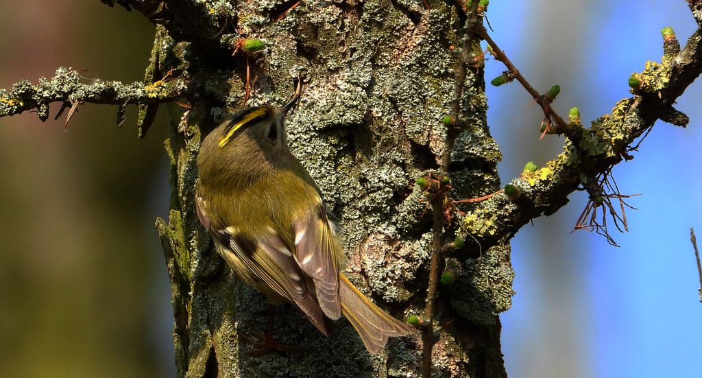 Mysikrólik (Regulus regulus)