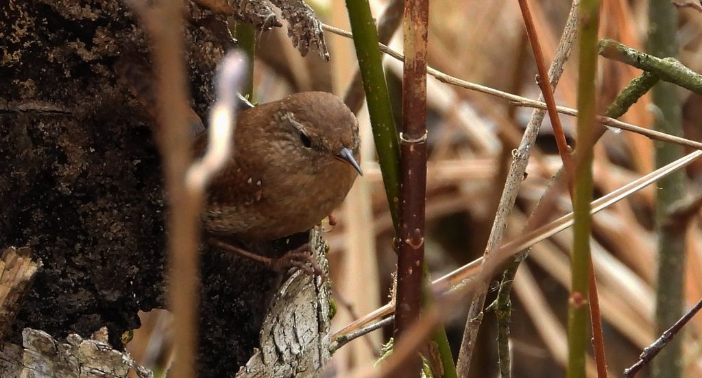 Strzyżyk zwyczajny, strzyżyk woleoczko, wole oczko (Nannus troglodytes)