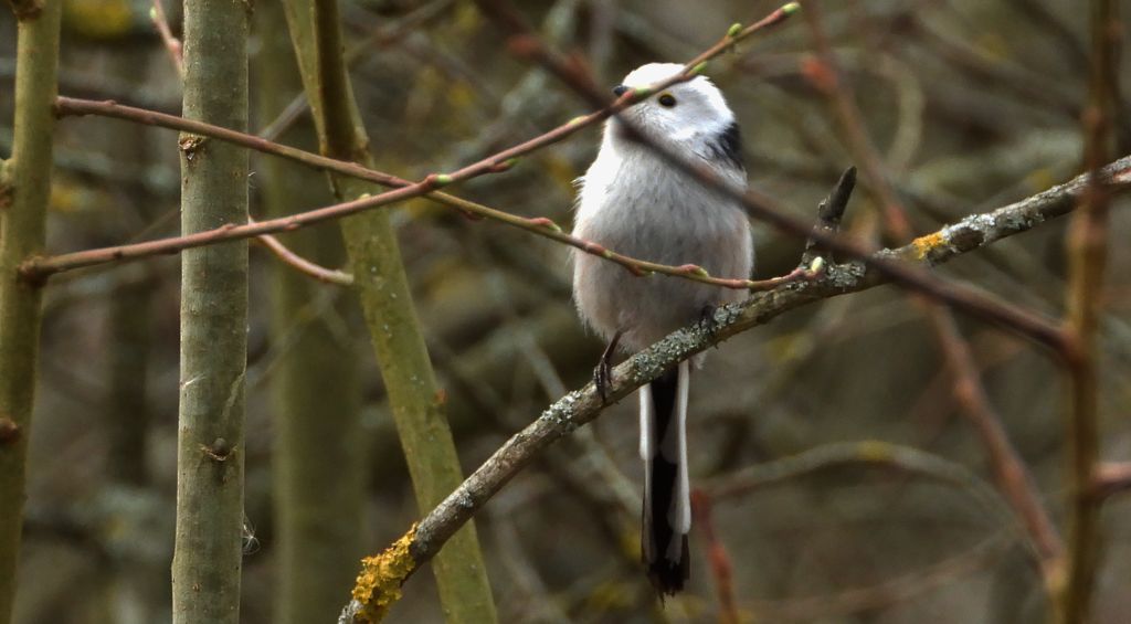 Raniuszek, raniuszek zwyczajny (Aegithalos caudatus)