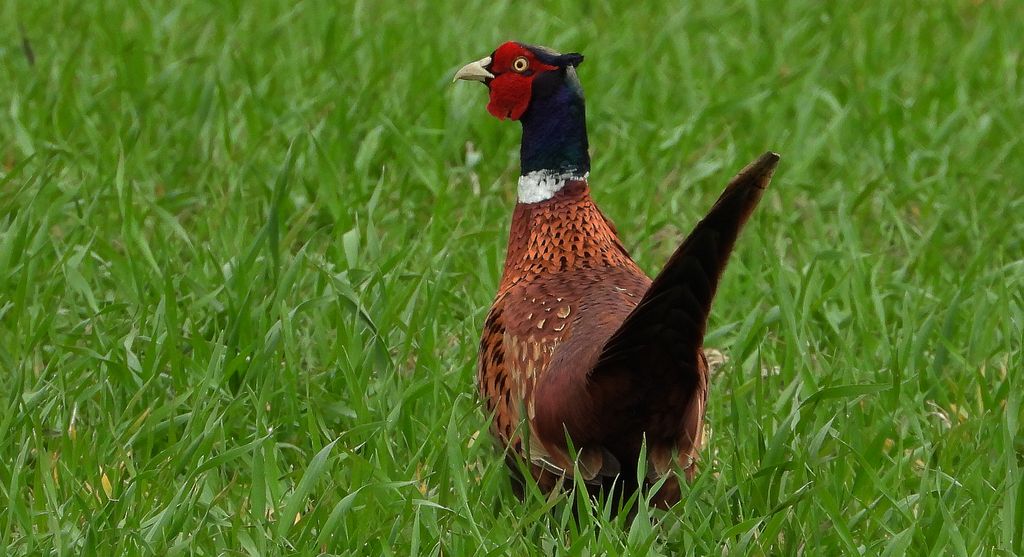 Bażant, bażant zwyczajny (Phasianus colchicus)