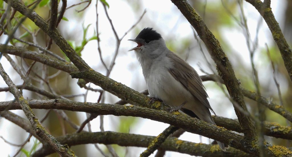 Kapturka, pokrzewka czarnołbista, pokrzewka czarnogłowa (Sylvia atricapilla)