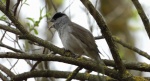 Kapturka, pokrzewka czarnołbista, pokrzewka czarnogłowa (Sylvia atricapilla)