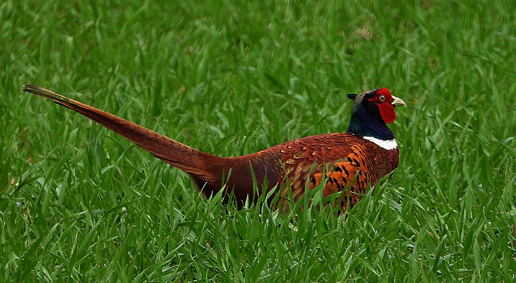 Bażant, bażant zwyczajny (Phasianus colchicus)