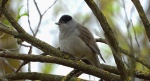 Kapturka, pokrzewka czarnołbista, pokrzewka czarnogłowa (Sylvia atricapilla)