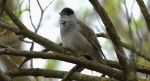 Kapturka, pokrzewka czarnołbista, pokrzewka czarnogłowa (Sylvia atricapilla)