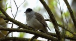 Kapturka, pokrzewka czarnołbista, pokrzewka czarnogłowa (Sylvia atricapilla)