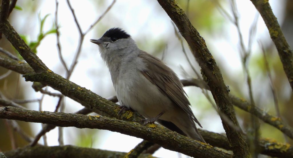 Kapturka, pokrzewka czarnołbista, pokrzewka czarnogłowa (Sylvia atricapilla)