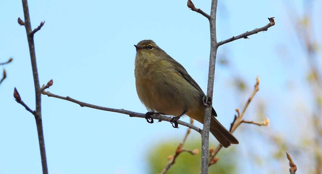 Pierwiosnek, pierwiosnek zwyczajny (Phylloscopus collybita)
