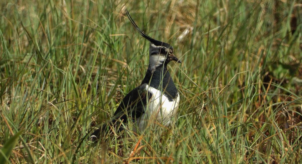 Czajka, czajka zwyczajna, czajka pospolita (Vanellus vanellus)