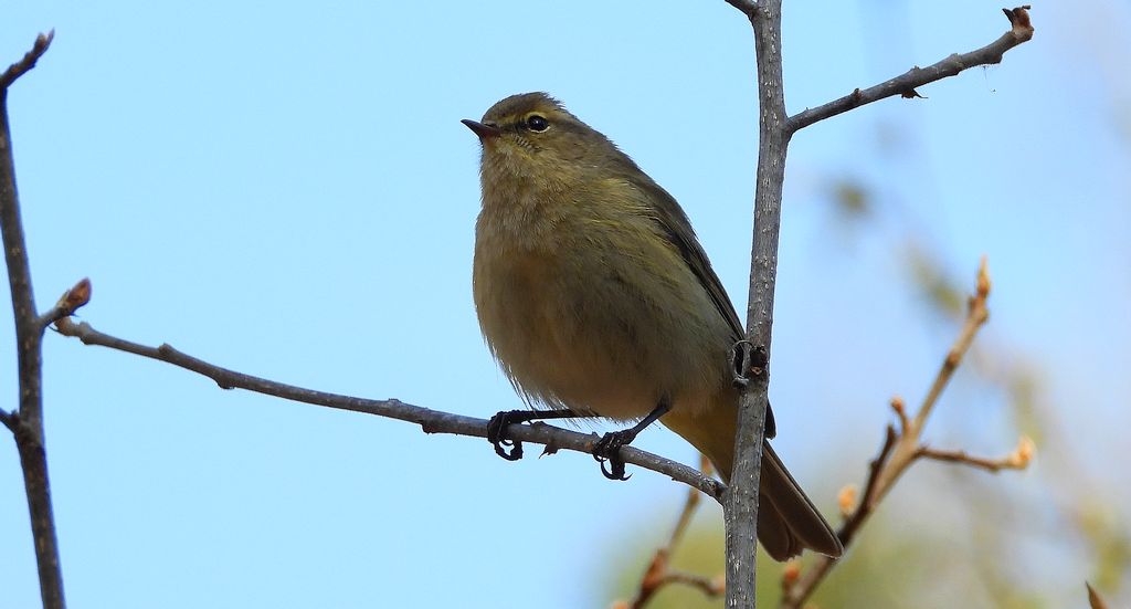 Pierwiosnek, pierwiosnek zwyczajny (Phylloscopus collybita)