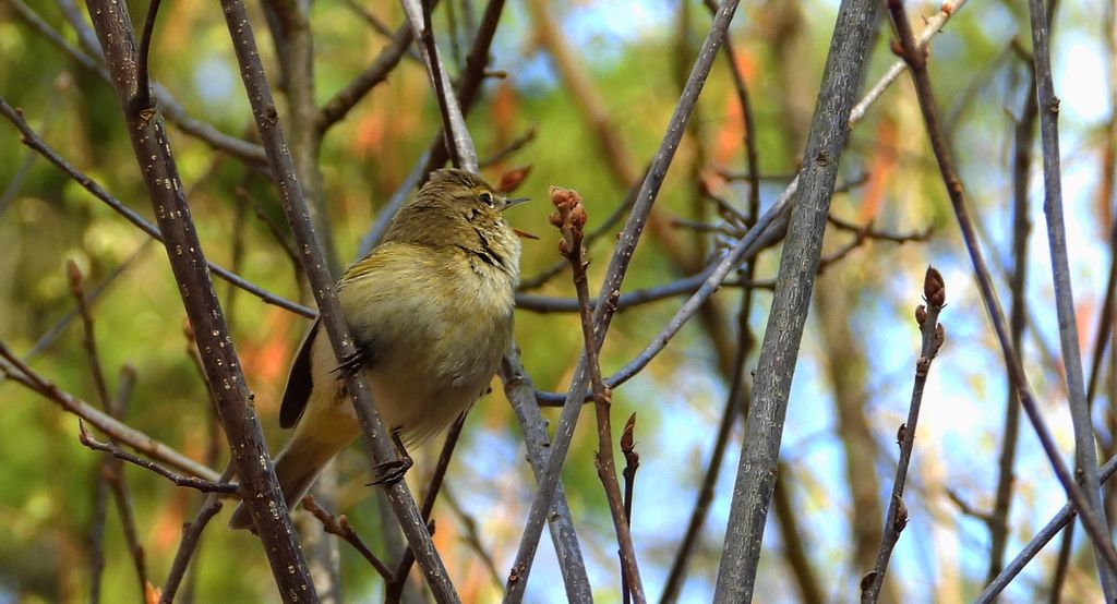 Pierwiosnek, pierwiosnek zwyczajny (Phylloscopus collybita)