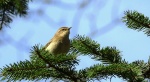 Pierwiosnek, pierwiosnek zwyczajny (Phylloscopus collybita)